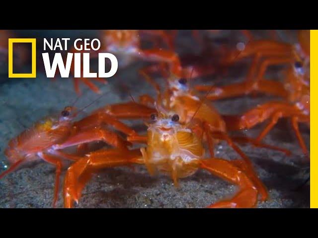Tiny ‘Tuna Crabs’ Swarm California Beaches Beyond ‘Normal’ Range | Nat Geo Wild