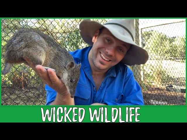 The Southern Brown Bandicoot