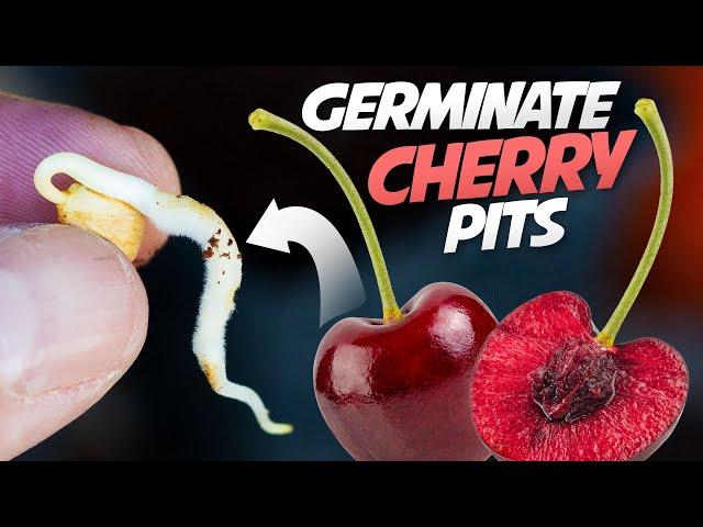How To Germinate Cherry Seeds That Works every Time - Growing Cherry Trees From Seeds