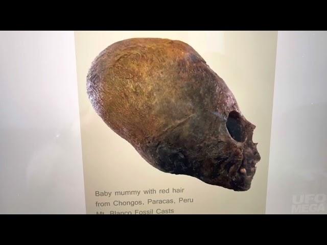 Elongated skull DNA