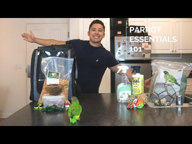 Parrot Care Essentials | Everyday Care For My Senegal Parrot