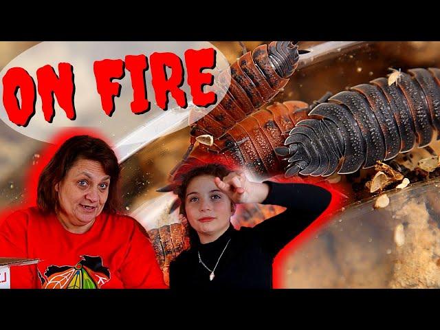 Unboxing Isopods Porcellio scaber Lava  | Nanette and Christal do an unboxing