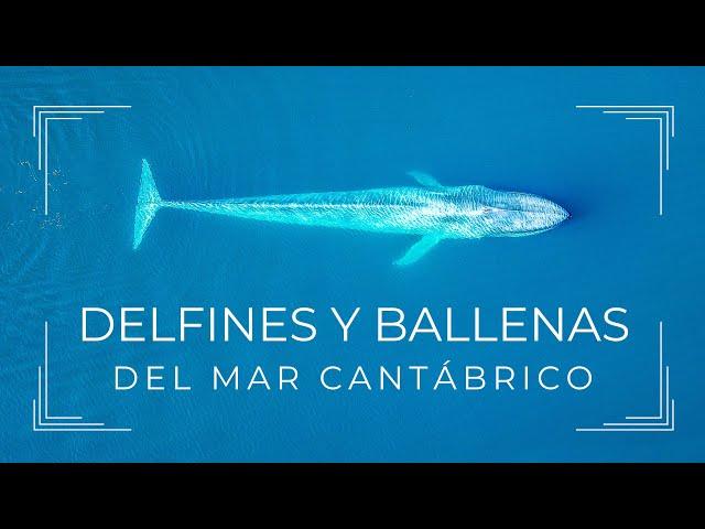 Delfines y ballenas del Mar Cantábrico