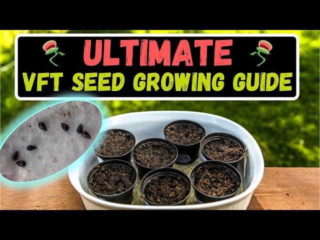 How To Grow Venus Flytraps From Seed: Soil, Water, Lighting & More! Growing Venus Flytraps From Seed