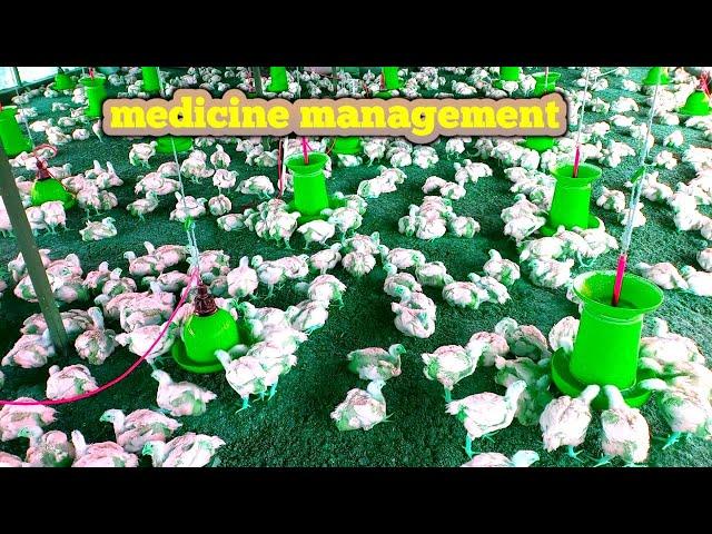 medicine management poultry day 25 @72STAR