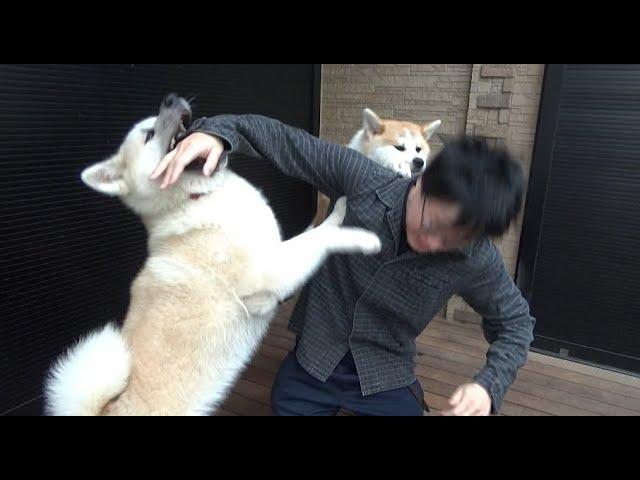 犬が暴れすぎてボツになった動画です