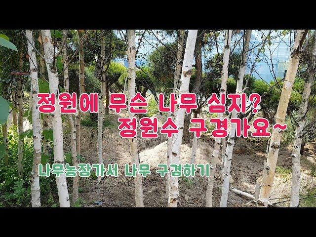 정원에 심을 나무 보러 갈까요? /정원수/조경수/나무/조경수추전/정원수추천/