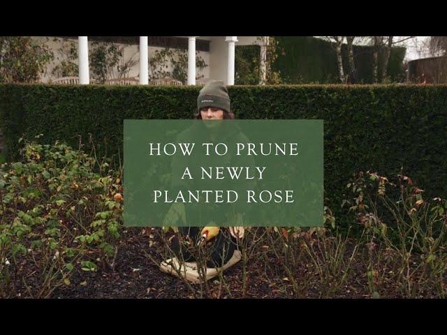 Pruning a newly planted rose