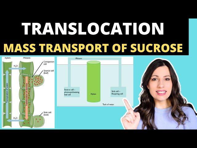 TRANSLOCATION OF SUCROSE A-level Biology- mass flow hypothesis in plants and structure of the phloem