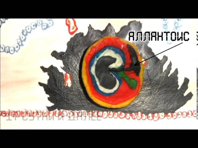 Эмбриогенез у человека. Имплантация зародыша и образование внезародышевых органов. Учебный фильм.