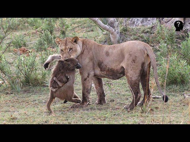 Lioness Captures A Baby Baboon But Does The Last Thing You'd Expect