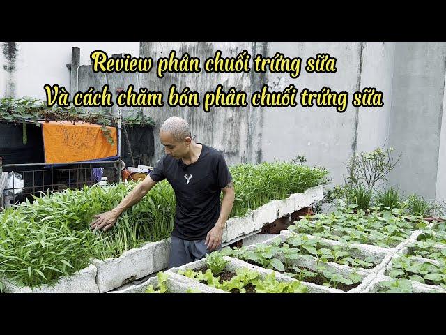 Review Phân Chuối Trứng Sữa Ủ Sau Hơn 1 Tháng Và Cách Chăm Bón Phân Chuối Trứng Sữa