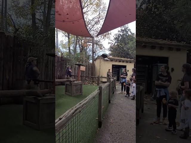 Southern Ground Hornbill in super slow motion #dallaszoo