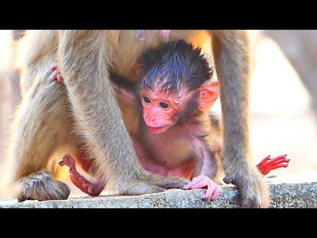 LIVE : Wow very Smart...Tiny Monkey MOYES Began To Want To Learn To Walk his First Step