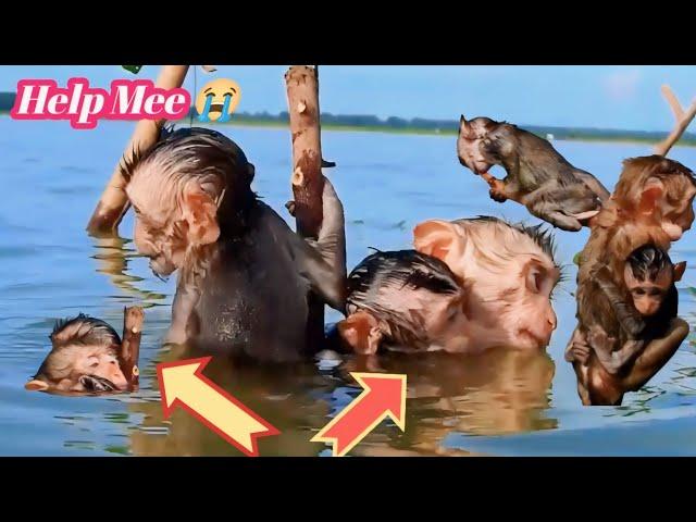 OMG!!  Poor Monkeys Helplessly Waiting For Help || Monkeys Babies Poor