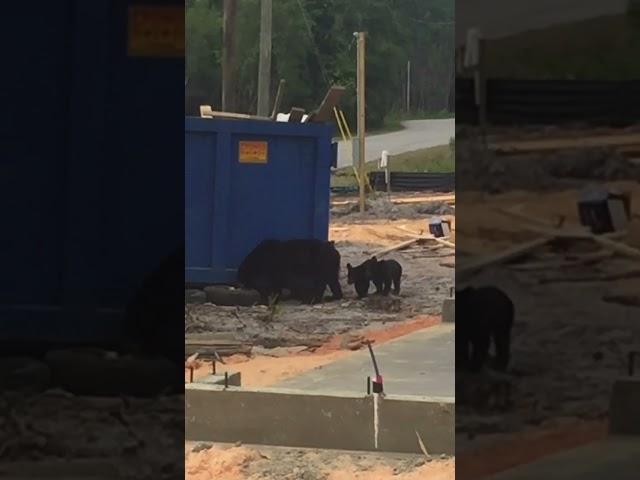 Mama bear and two cubs in Navarre Fl.