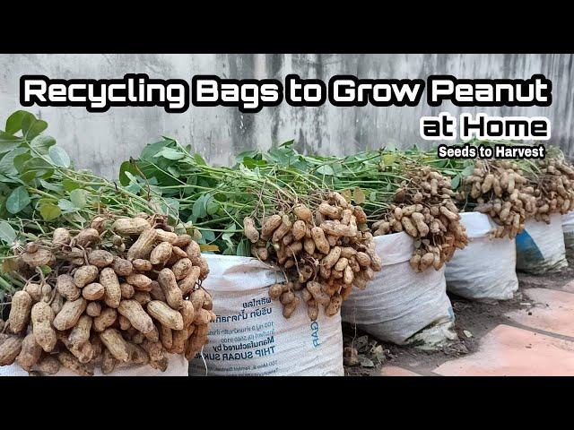 Brilliant Idea | Recycle Bag to Grow Peanut at Home / No Need Garden Can Grow Peanut at Home