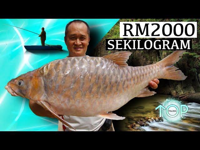 5 Ikan PALING MAHAL Di Malaysia