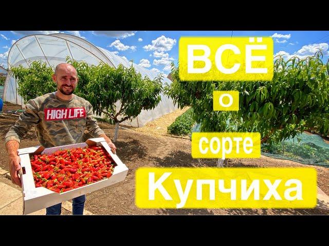 Обзор сорта земклуники Купчиха