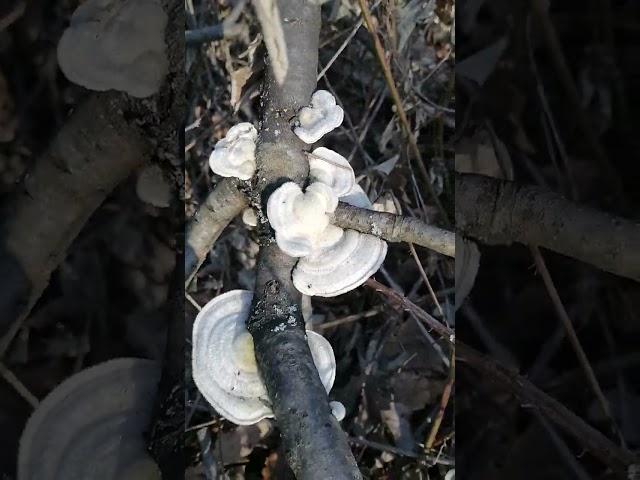 Trametes gibbosa (lumpy bracket) - there is all year round but we cannot eat it