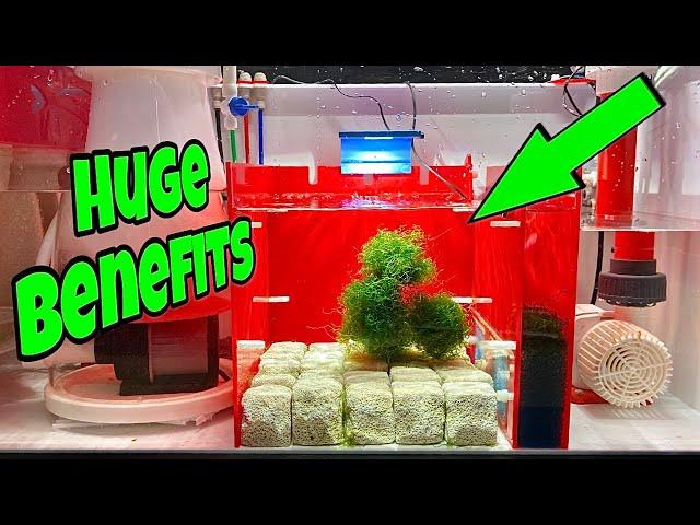 IN SUMP REFUGIUM Setup FOR SALTWATER AQUARIUM (STUNNING)