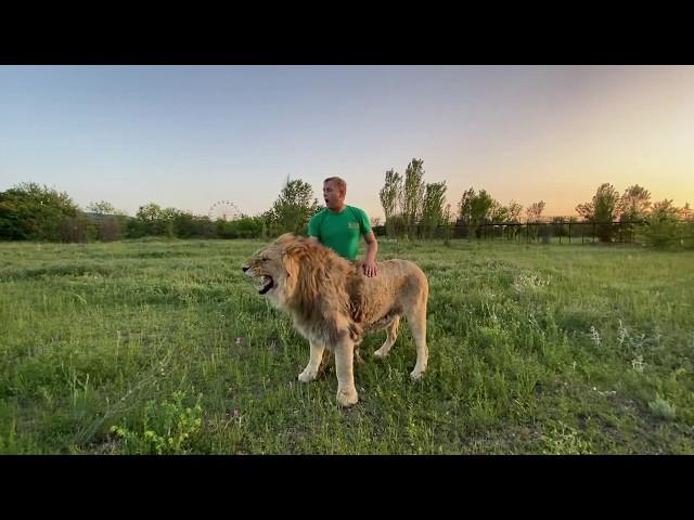 Это видео ВАС ШОКИРУЕТ! Олег Зубков кидается в стаю РАЗЪЯРЁННЫХ ЛЬВОВ, защищая молодого льва!