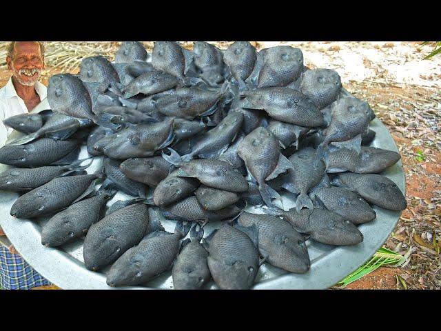 SEA GOST BLACK FISH RECIPE |Village Style Delicious Sea Food | grandpa Cooking Show