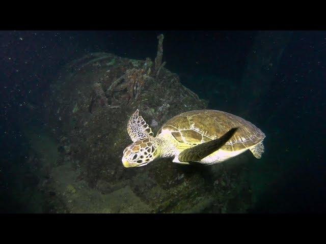 Aruba Scuba Diving - Night Dive Antilla Wreck 4K