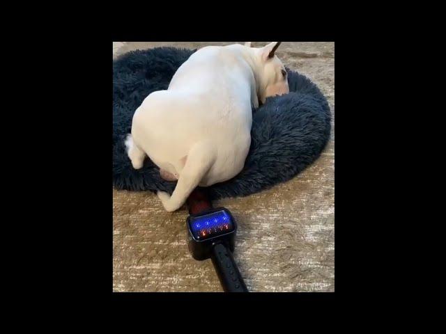 Dog Farts into Mic, Reaction. Funniest Dogs Farting