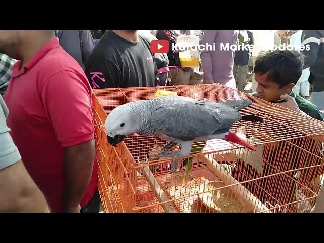 Lalukhet Sunday Birds Market  | Cheap Birds in Pakistan |  Biggest Pets Market