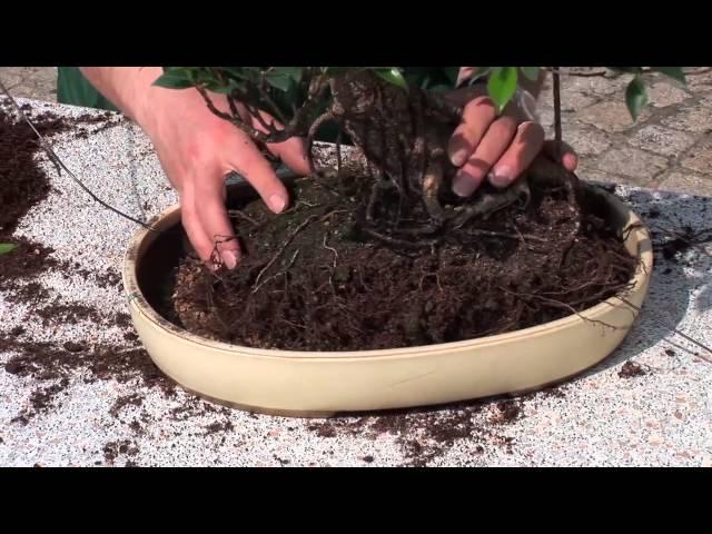 Bonsai umtopfen: Wie wird's gemacht?