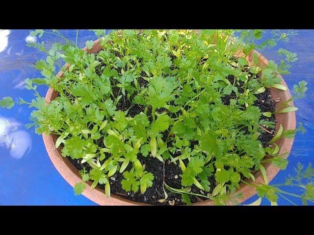 How to Grow Cilantro/Coriander/Dhaniya At Home (with actual results)