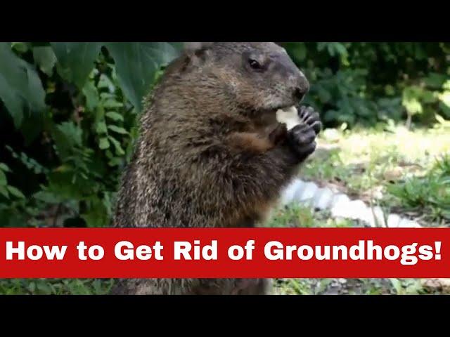 How to Get Rid of Groundhogs Fast: No More Groundhog Day!