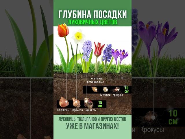 Пышное цветение луковичных обеспечено, только если правильно посадите осенью! Сохраняйте в закладки!