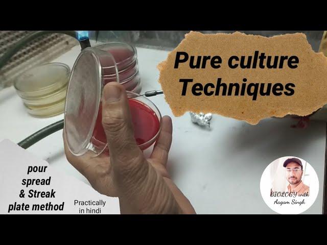 pure culture techniques practically in hindi | pour plate ,spread plate & streak plate method