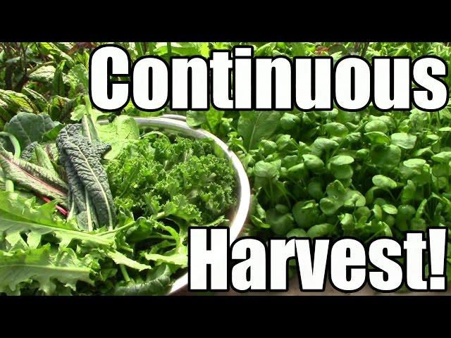 How & Why We Strive for a Continuous Harvest (Zone 5)