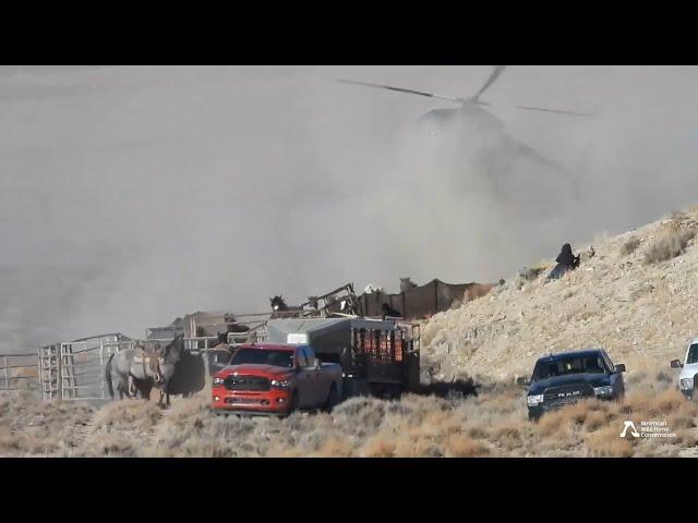 Two Helicopters Chase Nevada's Wild Horses into Trap