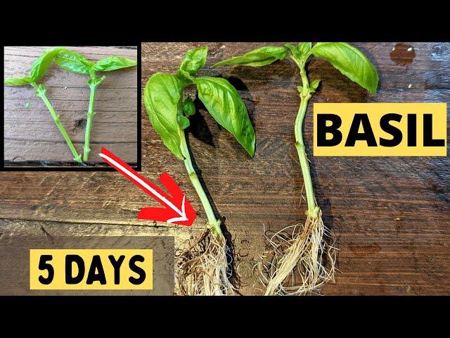 How to PROPAGATE BASIL from CUTTINGS