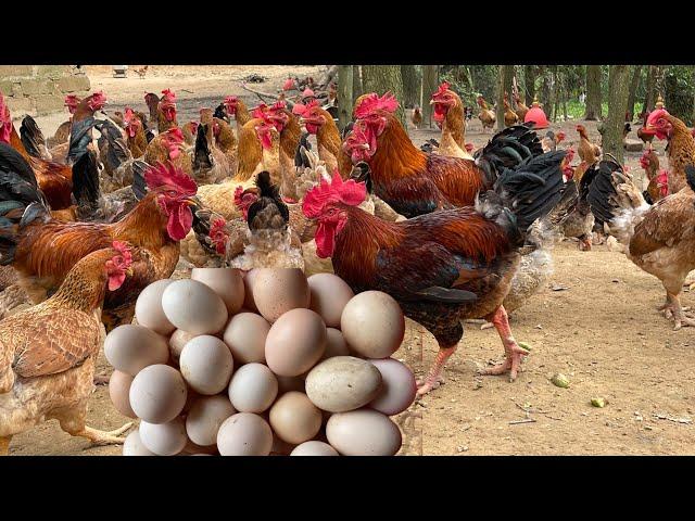 Full video of 365 days of raising chickens for meat and eggs in a 60m2 chicken coop.