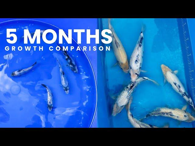 Insane Koi Growth Comparison After Only 5 Months