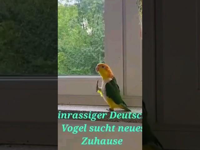 Reinrassiger Deutscher Vogel sucht neues Zuhause #trending #shortsfeed #viral #Witz #jokes #Erika