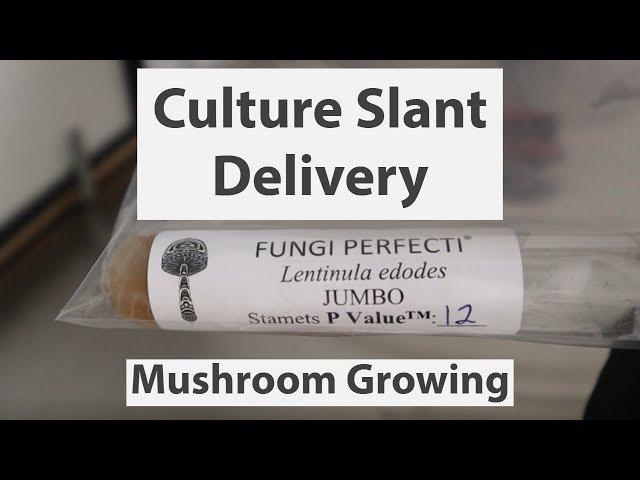 Fungi Perfecti Culture Slant delivery