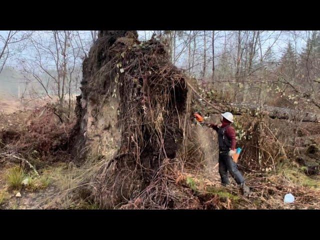 I'm not runnin' a Stihl today