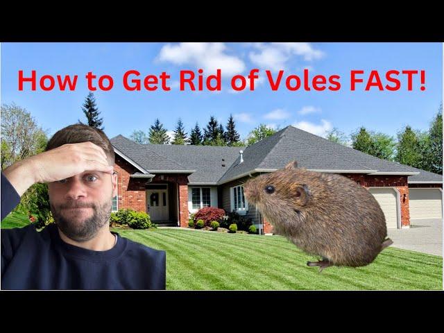 How To Get Rid of Voles | How to Make Vole Traps