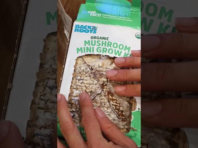 Oyster Mushroom Grow Kit Timelapse (ASMR) #backtotheroots #growonegiveone