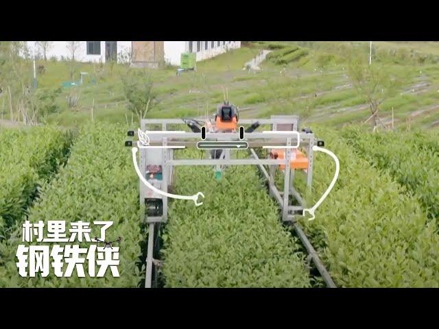 采茶机器人让工作变轻松，采茶工人终于可以抽空喝上一壶好茶啦！|「村里来了“钢铁侠”」20221231