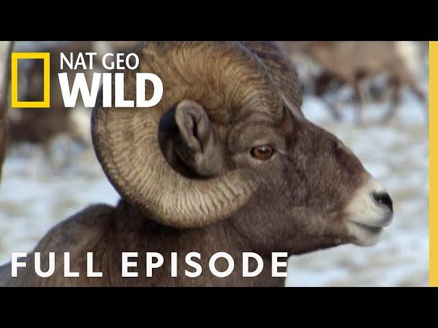 Mountain Lion vs. Bighorn (Full Episode) | America the Wild