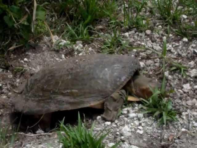 Nesting Apalone ferox- la tartaruga dal Guscio Molle dlla Florida scava il nido