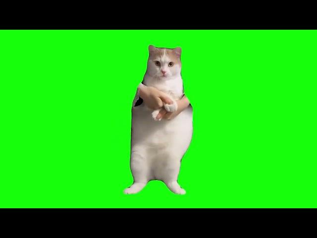 Cat Dancing to EDM - Green Screen