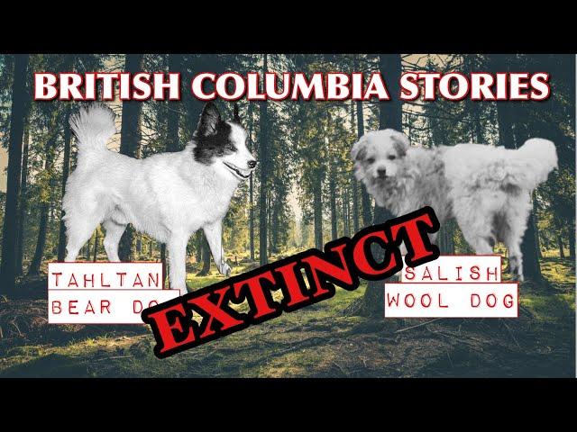 Extinct BC Dog Breeds -  Salish Wool Dog and Tahltan Bear Dog